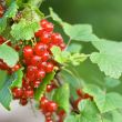 red currant bush