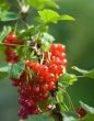 red currant bush