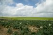 agriculture with potatoes