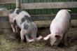 Natural pigs
