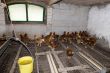 chickens in the stable