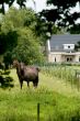 horses in the garden