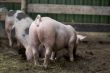 biological pigs