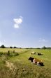 Dutch landscape