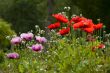 poppies