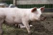 Natural pig
