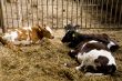 calves