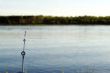 Fish Casting