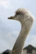 ostrich