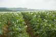 agriculture potatoes