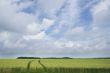 Landscape with wheat ears