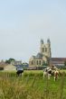 small village with cows