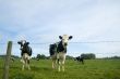 cows