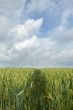 grain in landscape