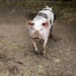 Natural pig