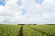 cornfields