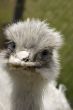 ostrich