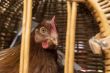 chicken transport