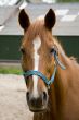 brown horse
