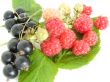raspberry and currant