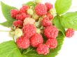 Raspberries