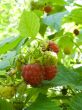  ripe raspberry