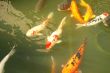 Koi fish