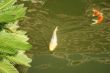 Koi fish