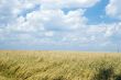 Wheaten field and the blue sky