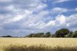 Wheaten field and the blue sky