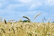 Yellow wheat ears against blue sky with clouds
