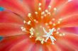  flowers of cactus.