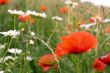 chamomile and poppies