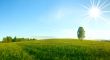 Lonely birch in a field. Landscape. Panorama.