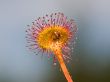 sundew