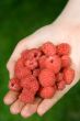 hand full of raspberries