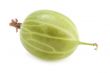 gooseberry