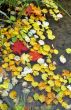Fallen leaves in water