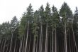 spruce forrest