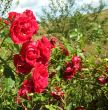 wild roses