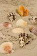 shells on sand