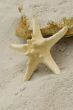 starfish and stone