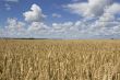 Wheat