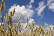 Ripe wheat