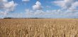Wheat field panorama