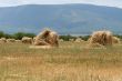 Ricks of straw
