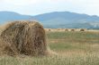 Ricks of straw