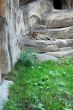 Leopard in the Moskow zoo
