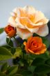 cream-coloured roses