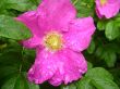 dog-rose